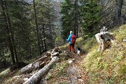 88 Ed ora bella discesa in pineta